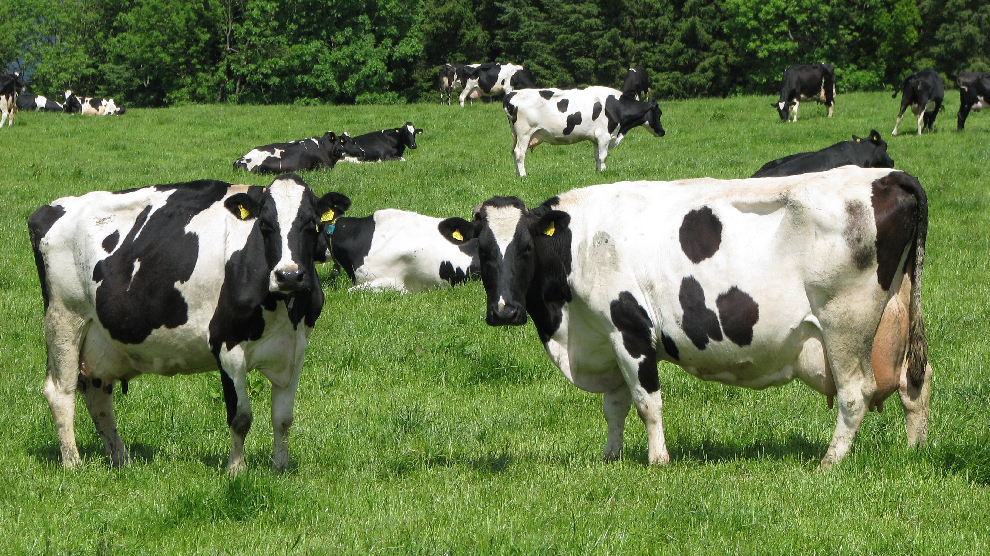 Dairy Stakeholders Registration
